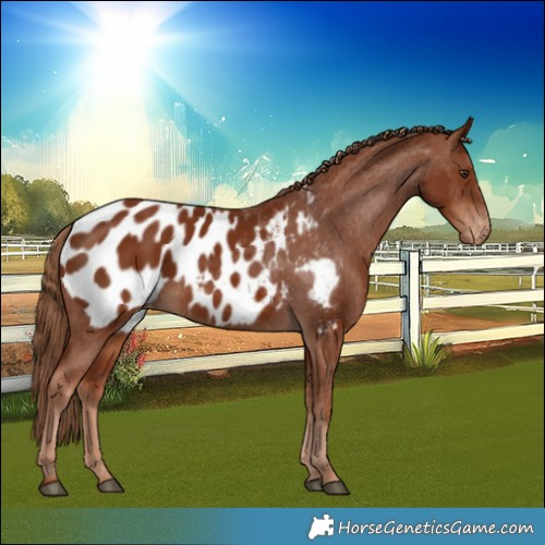 Horse Color:Chestnut Appaloosa 