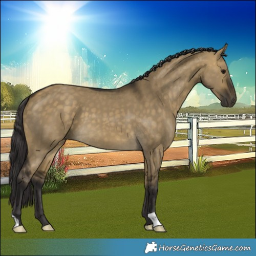 Horse Color:Buckskin Dun