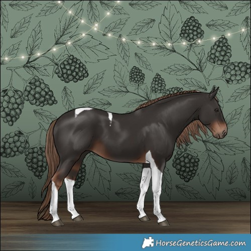 Horse Color:Liver Chestnut Tobiano