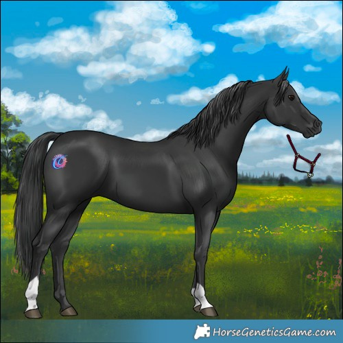 Horse Color:Black 