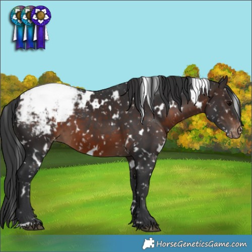 Horse Color:White Spotted Brown Appaloosa 