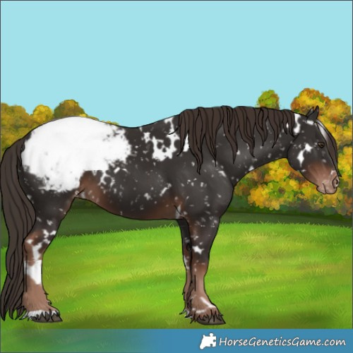 Horse Color:White Spotted Liver Chestnut Snowcap
