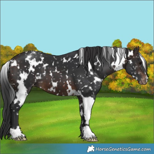 Horse Color:White Spotted Brown Snowflake Varnish