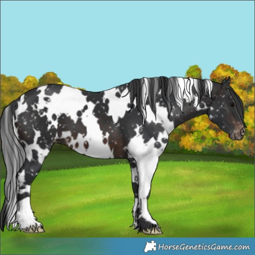 Horse Color:White Spotted Brown Snowflake Varnish