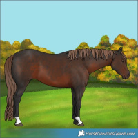 Horse Color:Liver Chestnut