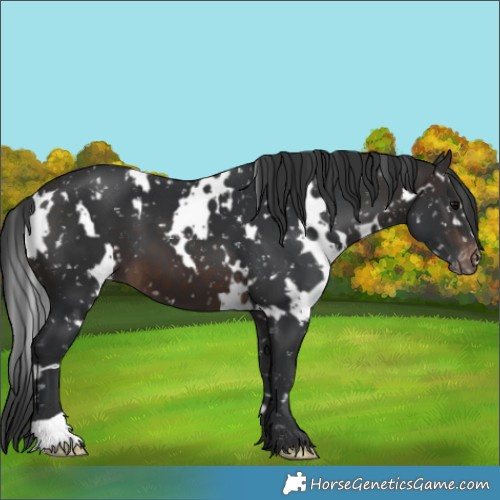 Horse Color:White Spotted Brown Snowflake Varnish 