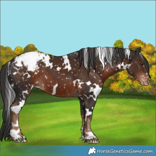Horse Color:White Spotted Liver Chestnut Snowflake Varnish