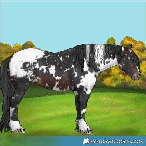 Horse Color:White Spotted Brown Snowcap 
