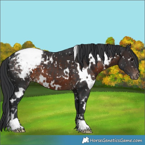 Horse Color:White Spotted Brown Snowcap 