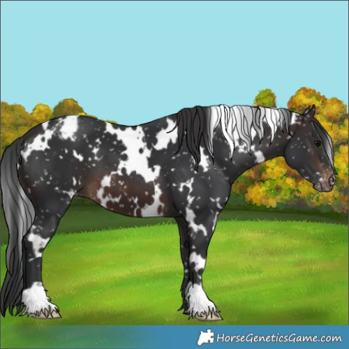 Horse Color:White Spotted Brown Snowflake Varnish
