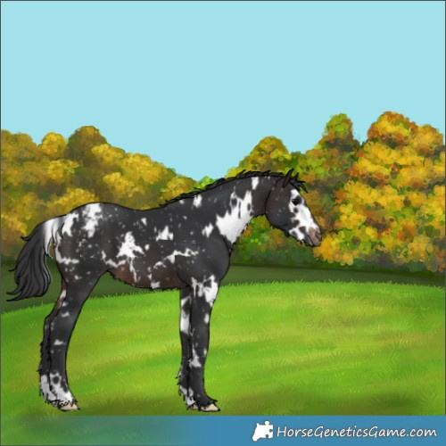 Horse Color:White Spotted Brown Snowflake Varnish