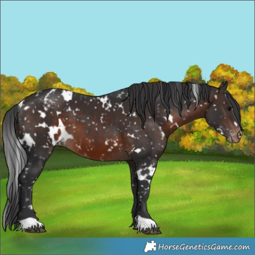 Horse Color:White Spotted Brown Snowflake Varnish