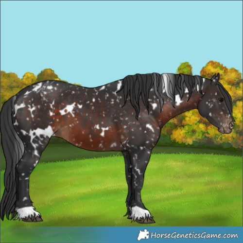 Horse Color:White Spotted Brown Snowflake Varnish