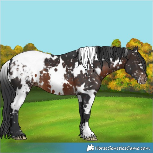Horse Color:White Spotted Brown Snowcap 