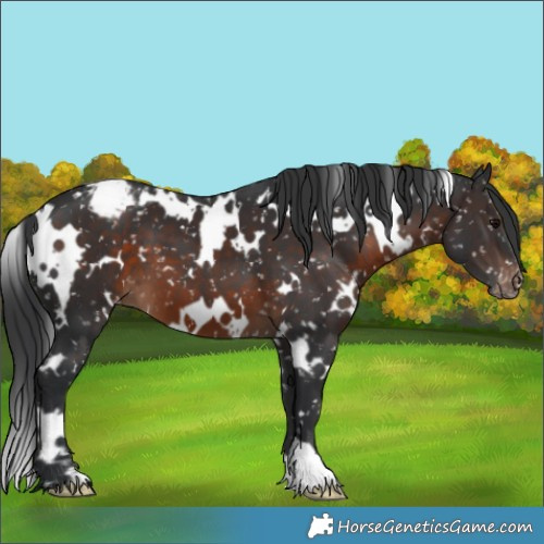 Horse Color:White Spotted Brown Snowflake Varnish