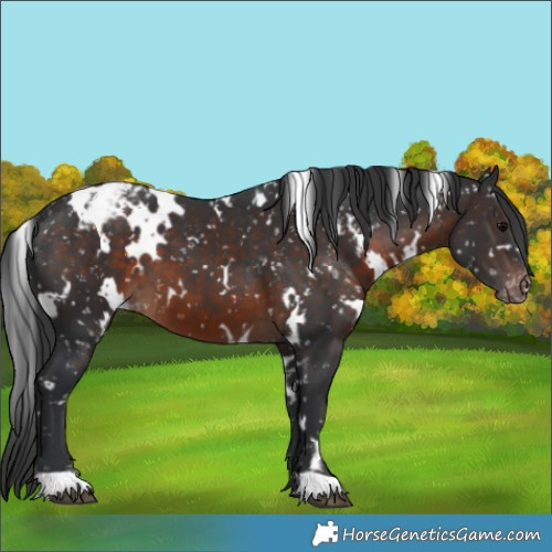 Horse Color:White Spotted Brown Snowflake Varnish