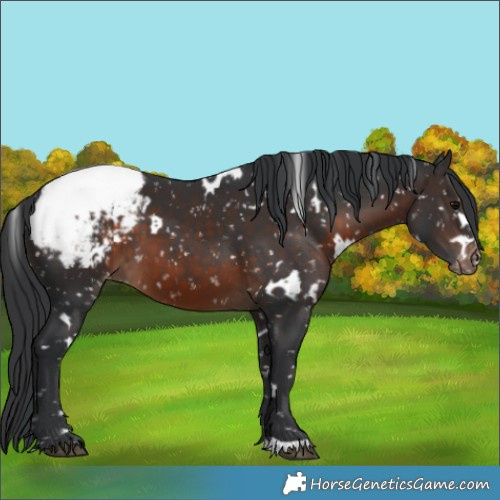 Horse Color:White Spotted Brown Snowcap