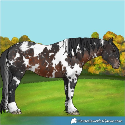 Horse Color:White Spotted Brown Snowflake Varnish