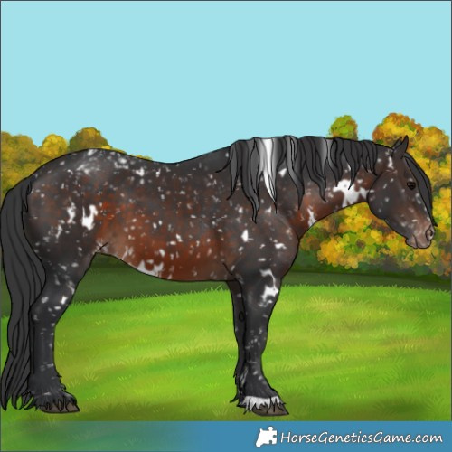 Horse Color:White Spotted Brown Snowflake Varnish