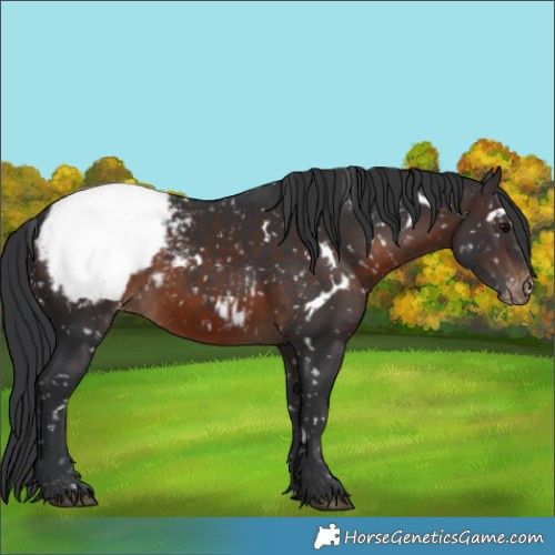 Horse Color:White Spotted Brown Snowcap 