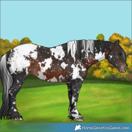 Horse Color:White Spotted Brown Snowcap
