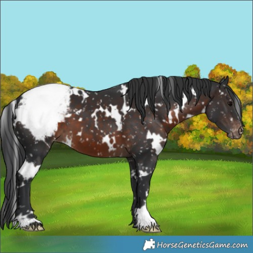 Horse Color:White Spotted Brown Snowcap