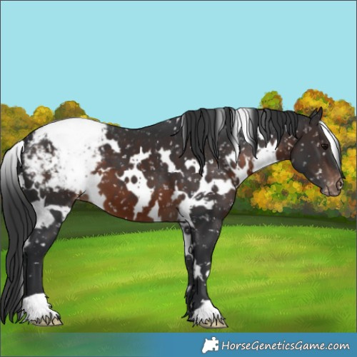 Horse Color:White Spotted Brown Snowcap
