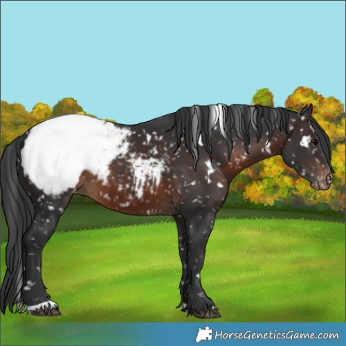 Horse Color:White Spotted Brown Snowcap