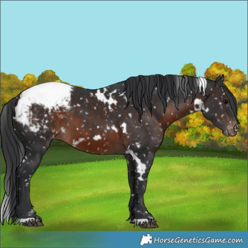Horse Color:White Spotted Brown Snowcap 