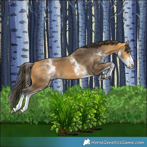 Horse Color:White Spotted Buckskin