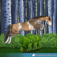 Horse Color:White Spotted Buckskin