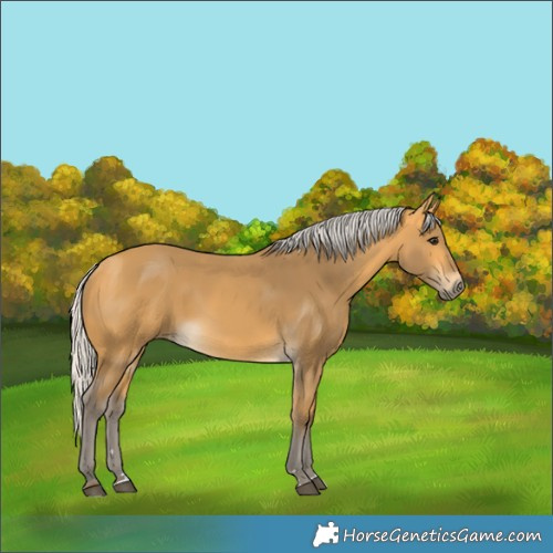 Horse Color:Silver Buckskin 