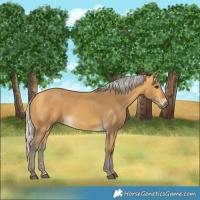 Horse Color:Silver Buckskin