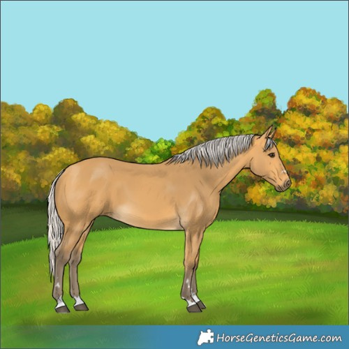 Horse Color:Silver Buckskin 