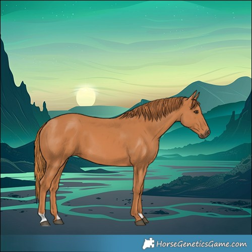 Horse Color:Chestnut 