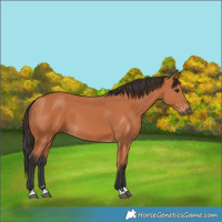 Horse Color:Bay 