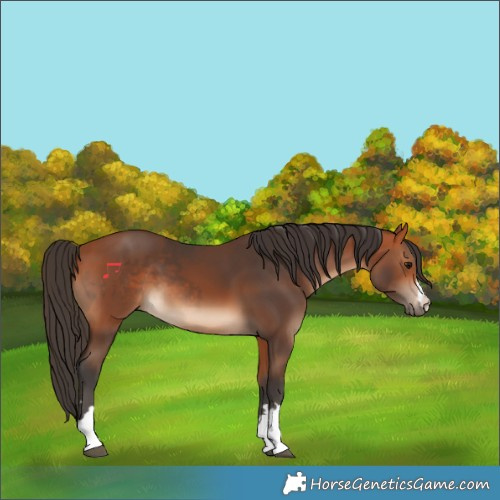 Horse Color:Bay  and Bay 