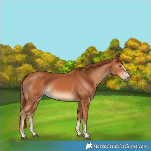 Horse Color:Chestnut  and Chestnut 