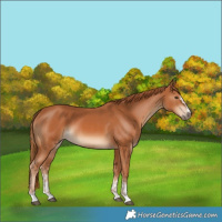 Horse Color:Chestnut and Chestnut