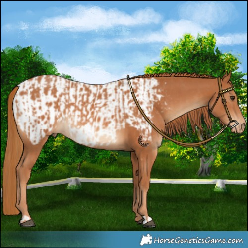 Horse Color:Chestnut and Chestnut Appaloosa