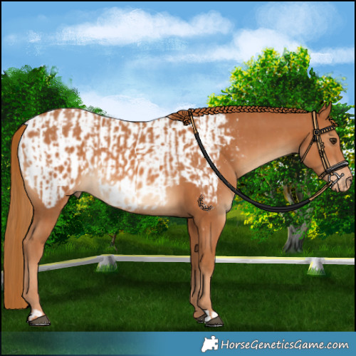 Horse Color:Chestnut and Chestnut Appaloosa
