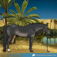 Horse Color:Black and Black