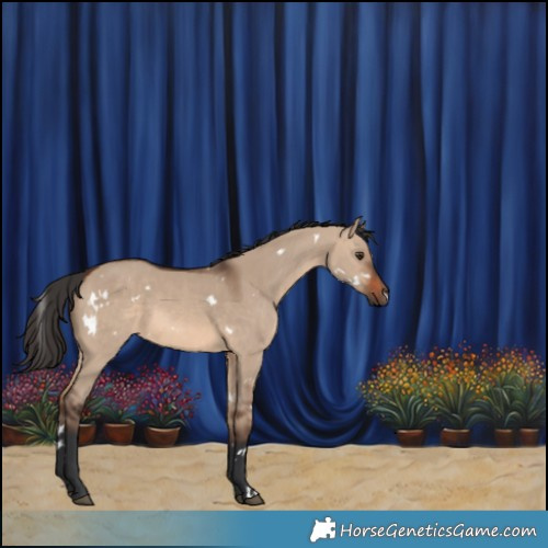 Horse Color:White Spotted Brown Dun