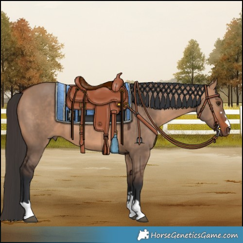 Horse Color:Bay Dun 