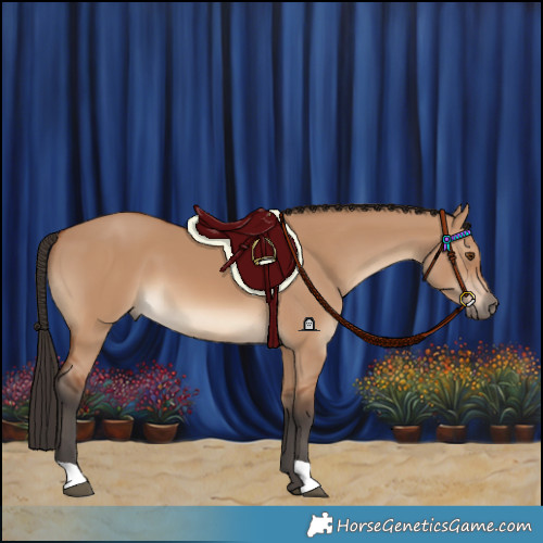 Horse Color:Bay Dun 