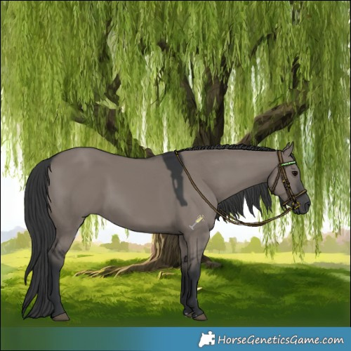Horse Color:Grullo 
