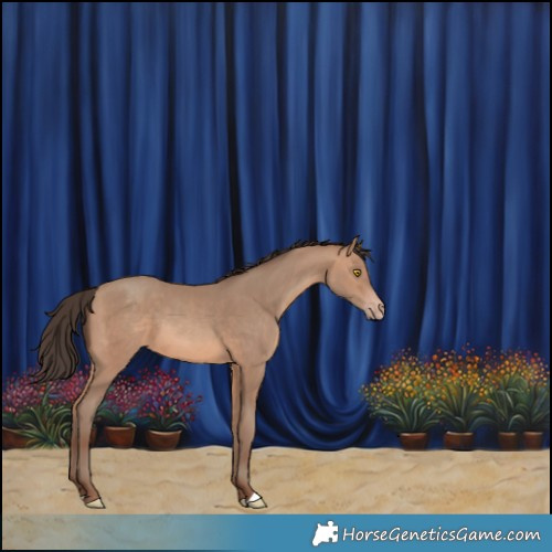 Horse Color:Sable Champagne 
