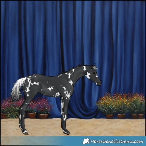 Horse Color:White Spotted Black