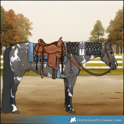 Horse Color:White Spotted Grullo 