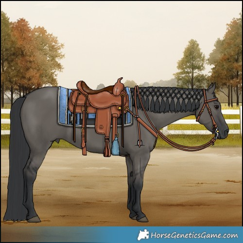 Horse Color:Grullo 
